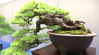 身價2千萬！五葉松「歷經風霜」翻倍