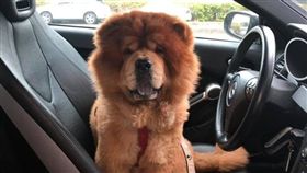 女兒,兒子,大便,食物鏈,狗,／翻攝自爆怨公社