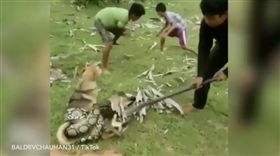 巨蟒緊纏狗　大膽少年肉搏搶救（圖／翻攝自每日星報）巨蟒,少年,救狗