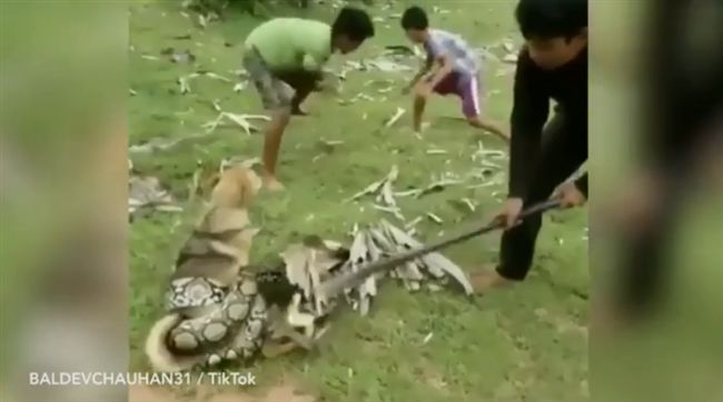 巨蟒緊纏毛小孩　英勇少年肉搏搶救