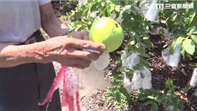 社頭「芭樂王」芭樂被偷