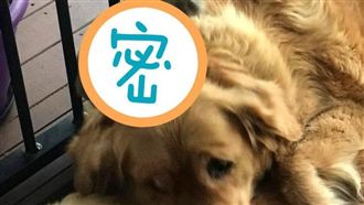 毛小孩一覺醒來秒當媽　飼主目睹驚呆