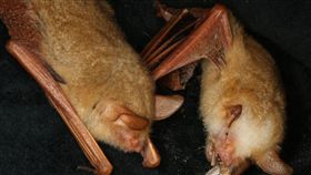 夜貓子派對　雲林水林黃金蝙蝠館相聚