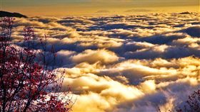 阿里山國慶暢遊半價　體驗手作野地明信片