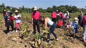 烈嶼鄉邀遊客參加挖芋