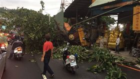 新北市，八里，龍米路，塞車，路樹倒塌