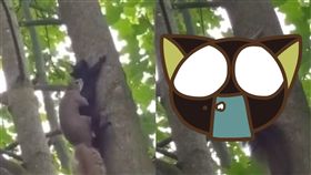 松鼠,活春宮,爆笑公社,交配,斷背山,動物,啪啪,性行為,愛愛　圖／翻攝自YouTube http://youtu.be/DCDjjD9bCfg