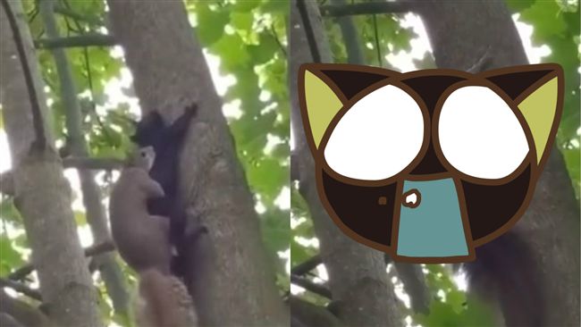 松鼠野外活春宮！下一秒網友看不懂