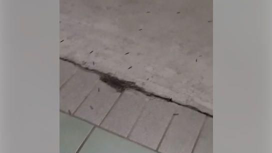 大群爬蟲蠕動　網驚：地震淹水前兆？