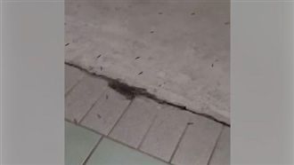 大群爬蟲蠕動　網驚：地震淹水前兆？