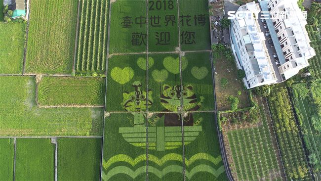 外埔彩繪稻田登場！登高往下看長這樣