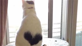 淡定貓水龍頭「洗頭」　愛心花紋吸睛（圖／翻攝自ikura_0711 Instagram）