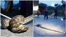 泰國,蟒蛇,狗狗,儲藏櫃(圖/翻攝自sanook)