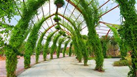 台中花博植栽2500種 逾6成來自中台灣  ／中市府提供