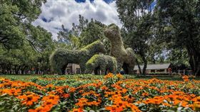阿拉伯馬現蹤花博后里馬場園區 綠雕藝術生動吸睛／中市府提供