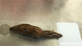 蛞蝓。（圖／南投醫院提供）