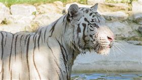 -白虎-（圖／攝影者Richard Gillin, flickr CC License）https://www.flickr.com/photos/photoverulam/14916443596/