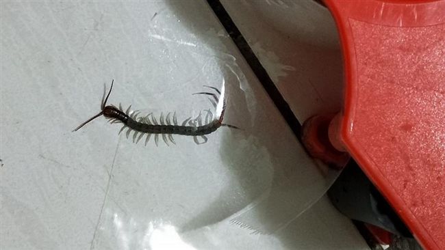 大蜈蚣竄入房間　人妻徒手用膠帶封印
