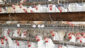 義進金彰化蛋雞場出貨喊停義進金公司所賣的雞蛋被指為問題蛋，9日義進金公司位於彰化縣芳苑鄉蛋雞場內的蛋雞仍正常下蛋，不過已無法出貨。圖為雞場內情形。中央社記者吳哲豪彰化攝　107年10月9日