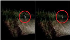 鬼影,泰國,Phi Kong Koi,叢林幽靈,跳躍(圖/翻攝自Chantha Sitouluk)