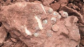 浙江義烏發現恐龍蛋化石中國大陸浙江義烏市觀音塘村4日發現15件完整恐龍蛋化石。研究人員表示，初步研判這批化石距今8000萬年左右，相當於中生代白堊紀時期。（取自義烏發布微信公眾號）中央社　107年10月10日