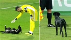 浪浪亂入球場　門將一動作融化全場
足球,流浪狗,討摸
翻攝自推特