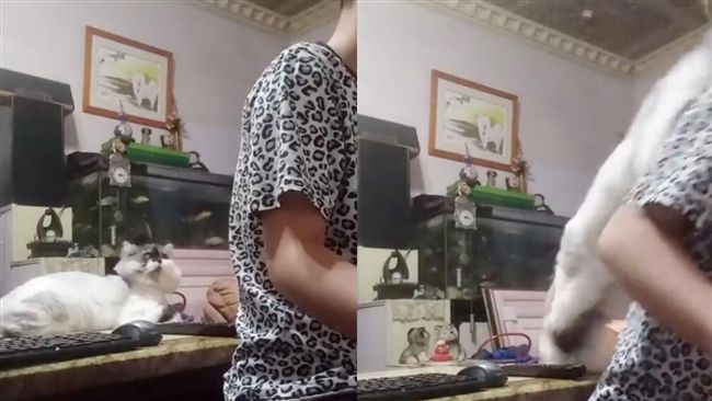 她一唱歌就遭貓攻擊！網笑：叫妳閉嘴