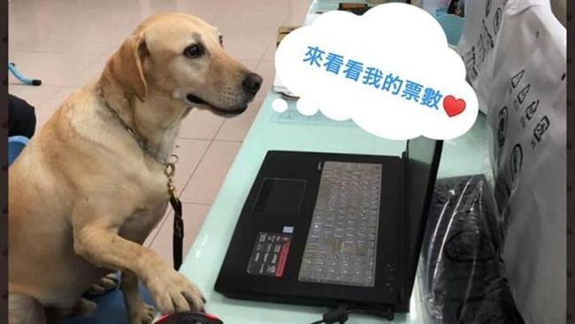 搜救犬票選！台東「健康」盯螢幕拉票
