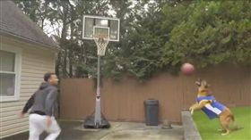 狗狗傳出「空中接力」　助攻主人灌籃
空中接力,汪星人,哈林蘭球,灌籃大賽,Max Pearce
翻攝自推特