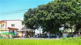 彰化農恬好食　走進田地感受大自然美好（1）由彰化在地青年團隊發起的2018農恬好食活動27、28日將在彰化市永興社區登場，團隊成員選在農田旁的榕樹下舉行記者會，邀請大家一起走入田中央，用輕鬆的方式享受大自然的美好。中央社記者謝佳璋攝　107年10月5日