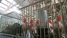 台駐馬紹爾技術團　造綠色環保豬舍（1）台灣駐馬紹爾技術團從民國104年起在馬紹爾群島推行畜牧和園藝計畫，協助當地人翻新溫室和豬舍。綠色環保豬舍（圖）設計著重回收再利用概念，豬糞尿和飼料殘渣經分離後，固體廢棄物可用於堆肥，污水經發酵後可產生沼氣用來加熱農場生產的蔬菜，給豬隻食用。中央社記者裴禛攝　106年11月26日