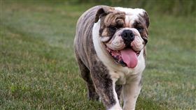 鬥牛犬,蘇格蘭,陰莖,睪丸,攻擊,狗,(圖／翻攝自pixabay