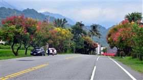 台東秋天最美風景　台灣欒樹三路線點亮東岸