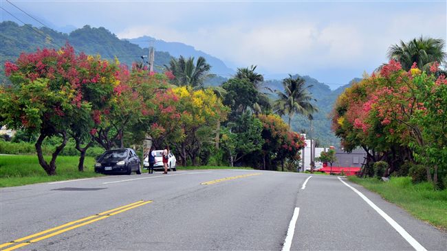 台東秋天風景美　台灣欒樹讓道路更美