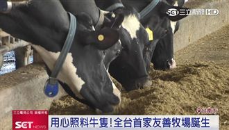 用心照料乳牛！全台首家友善牧場誕生