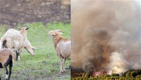 政府僱奇兵　逾300隻羊群大隊狂吃草　幫助抗野火(右圖／美聯社／達志影像、左圖／ＰＩＸＢＡＹＡ))