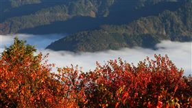 阿里山冬季戀歌 賞楓紅看鑽石星空