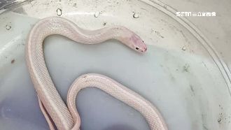 白雨傘節咬休克　20年專家也未見過