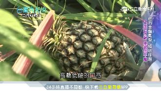 讓鳳梨實現導遊夢！他拚外銷年收千萬