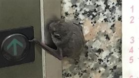 蝙蝠,電梯小姐,阿姑（圖／翻攝自爆廢公社公開版）