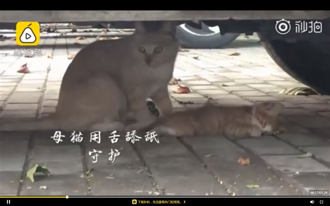 小橘貓趴車底亡　貓母陪伴舔毛喚不醒