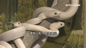 民俗白蛇招厄? 日人視