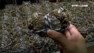 大陸進口大閘蟹　又藏世紀之毒戴奧辛