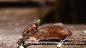 老鼠（圖／翻攝自ＰＩＸＡＢＡＹ）