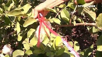 芭樂王芭樂被偷　賊疑似是隔壁果農