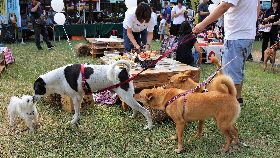 高雄寵物嘉年華（1）