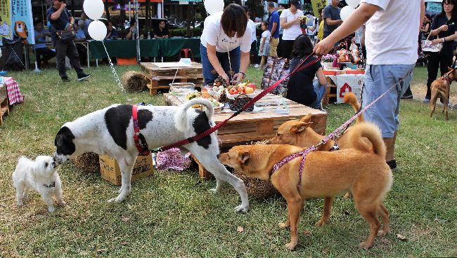 犬貓得糖尿病該怎辦？日常照護這樣做