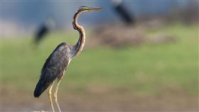 紫鷺飛臨鰲鼓溼地 冬候鳥觀賞季節到（圖／翻攝自維基百科）