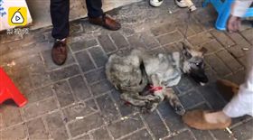 江西,賣狗,.狗肉,信佛（圖／翻攝自梨視頻）