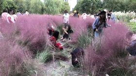 ▲種3年花田才3天遭陸人近全毀，管理員泣訴：像蝗蟲湧入！（圖／翻攝自《都市快報》）
https://mp.weixin.qq.com/s/a549h7vpf0hf_kwxpbQebg